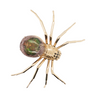 14kt Yellow Gold 3.08ct Mexican Fire Opal .04ctw Black Diamond Eyes Spider Brooch