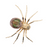 14kt Yellow Gold 3.08ct Mexican Fire Opal .04ctw Black Diamond Eyes Spider Brooch